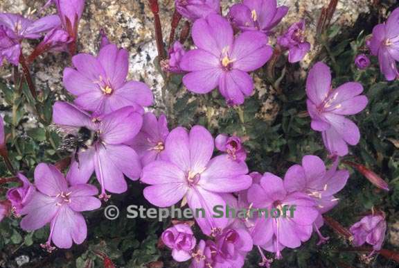 epilobium obcordatum 1 graphic